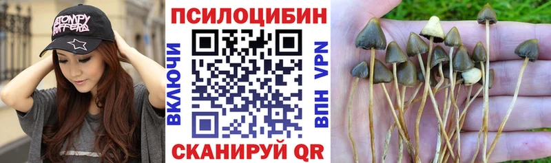 Псилоцибиновые грибы Psilocybine cubensis  Унеча 